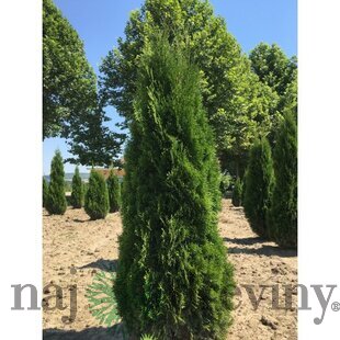 Tuja západná Smaragd 80/100 cm, v črepníku 5l Thuja occidentalis Smaragd