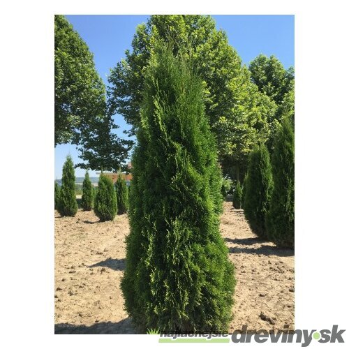Tuja západná Smaragd 80/100 cm, v črepníku 5l Thuja occidentalis Smaragd