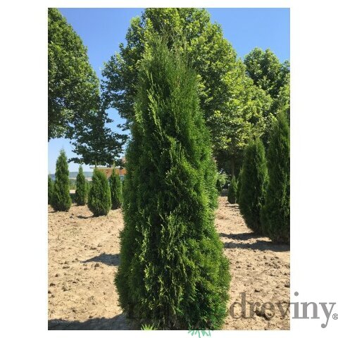 Tuja západná Smaragd 80/100 cm, v črepníku 5l Thuja occidentalis Smaragd