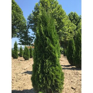 Tuja západná Smaragd 80/100 cm, v črepníku 5l Thuja occidentalis Smaragd