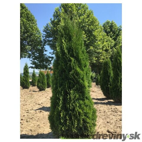 Tuja západná Smaragd 80/100 cm, v črepníku 5l Thuja occidentalis Smaragd