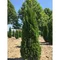 Tuja západná Smaragd 80/100 cm, v črepníku 5l Thuja occidentalis Smaragd