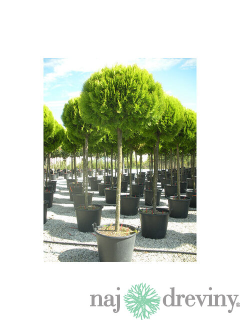 Tuja západná Smaragd guľa na kmienku, kmienok výška 80 cm, priemer gule 20/30 cm, v črepníku 7,5l Thuja occidentalis
