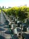 Tuja západná Smaragd kmienok 70/90cm celková výška 140/160cm (guľa na kmienku) v črepníku Thuja occidentalis smaragd