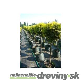 Tuja západná Smaragd kmienok 70/90cm celková výška 140/160cm (guľa na kmienku) v črepníku Thuja occidentalis smaragd