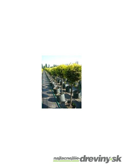 Tuja západná Smaragd kmienok 70/90cm celková výška 140/160cm (guľa na kmienku) v črepníku Thuja occidentalis smaragd