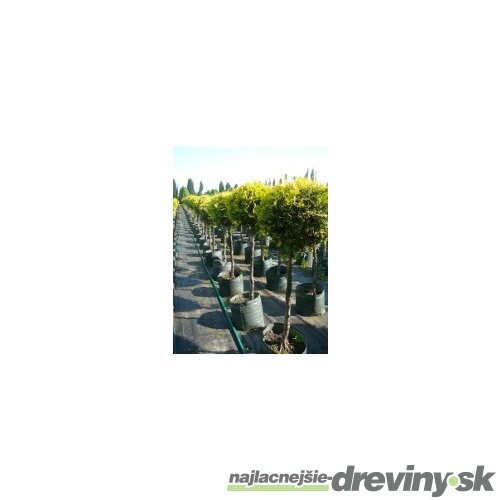 Tuja západná Smaragd kmienok 70/90cm celková výška 140/160cm (guľa na kmienku) v črepníku Thuja occidentalis smaragd