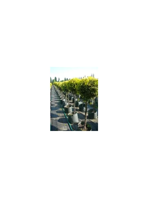 Tuja západná Smaragd kmienok 70/90cm celková výška 140/160cm (guľa na kmienku) v črepníku Thuja occidentalis smaragd