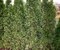 Tuja západná Smaragd Variegata, 20/30cm, v črepníku Thuja occidentalis Smaragd Variegata
