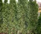 Tuja západná Smaragd Variegata, 20/30cm, v črepníku Thuja occidentalis Smaragd Variegata