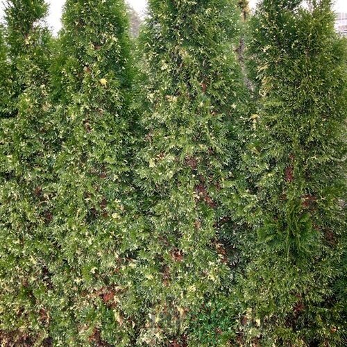 Tuja západná Smaragd Variegata, 20/30cm, v črepníku Thuja occidentalis Smaragd Variegata