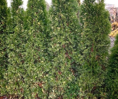 Tuja západná Smaragd Variegata, 20/30cm, v črepníku Thuja occidentalis Smaragd Variegata