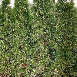 Tuja západná Smaragd Variegata, 20/30cm, v črepníku Thuja occidentalis Smaragd Variegata