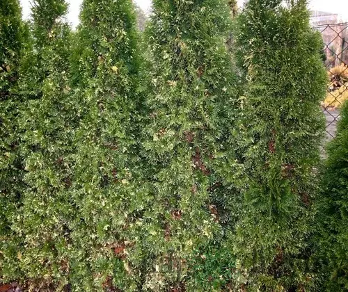 Tuja západná Smaragd Variegata, 20/30cm, v črepníku Thuja occidentalis Smaragd Variegata