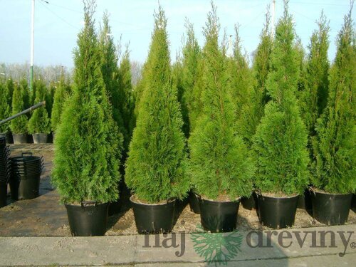 Tuja západná Smaragd, výška 130/150 cm, v črepníku Thuja occidentalis Smaragd