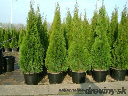 Tuja západná Smaragd, výška 130/150 cm, v črepníku Thuja occidentalis Smaragd