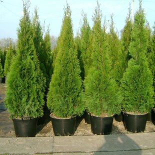 Tuja západná Smaragd, výška 130/150 cm, v črepníku Thuja occidentalis Smaragd