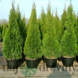 Tuja západná Smaragd, výška 130/150 cm, v črepníku Thuja occidentalis Smaragd