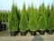 Tuja západná Smaragd, výška 130/150 cm, v črepníku Thuja occidentalis Smaragd