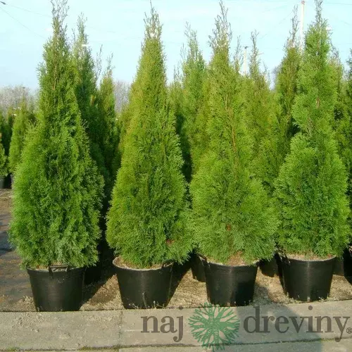 Tuja západná Smaragd, výška 130/150 cm, v črepníku Thuja occidentalis Smaragd