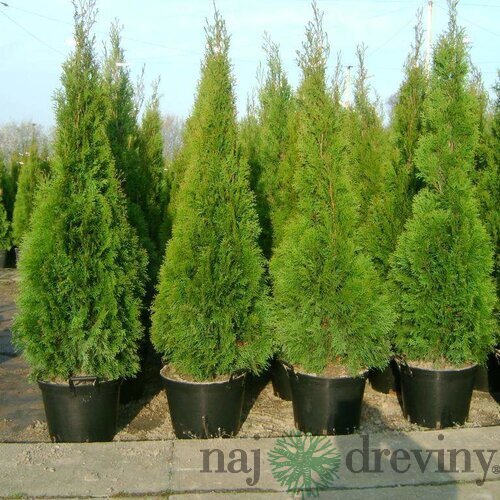 Tuja západná Smaragd, výška 130/150 cm, v črepníku Thuja occidentalis Smaragd