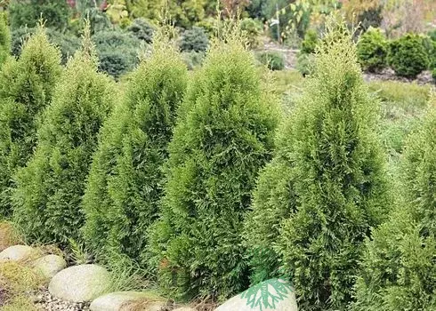 Tuja západná Smaragd Witbont, výška 40/60cm, v črepníku Thuja occidentalis Smaragd Witbont