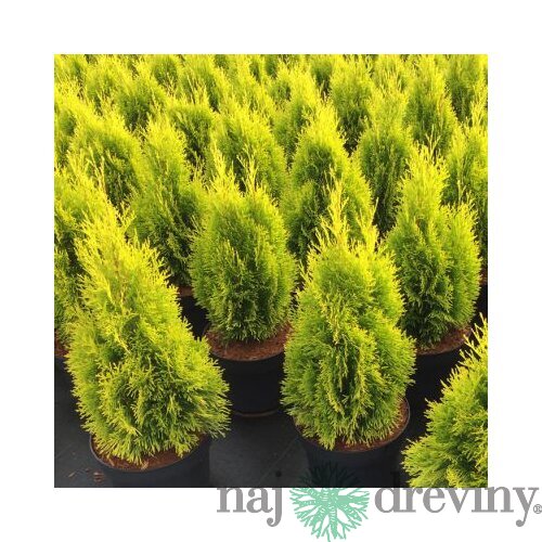 Tuja západná Smaragd Zlatá, v črepníku, 30/50 cm Thuja occidentalis Golden Smaragd