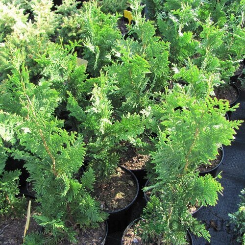 Tuja západná Spiralis, výška 25/45cm, v črepníku Thuja occidentalis Spiralis