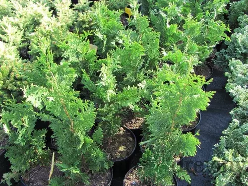 Tuja západná Spiralis, výška 25/45cm, v črepníku Thuja occidentalis Spiralis