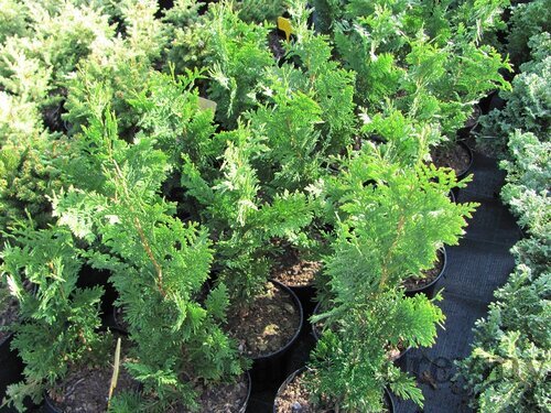 Tuja západná Spiralis, výška 25/45cm, v črepníku Thuja occidentalis Spiralis