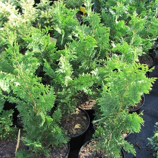 Tuja západná Spiralis, výška 25/45cm, v črepníku Thuja occidentalis Spiralis