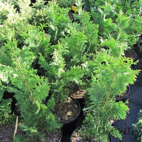 Tuja západná Spiralis, výška 25/45cm, v črepníku Thuja occidentalis Spiralis