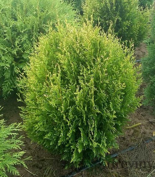 Tuja západná Stolwijk, výška 25/30 cm, v črepníku Thuja occidentalis Stolwijk