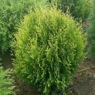 Tuja západná Stolwijk, výška 25/30 cm, v črepníku Thuja occidentalis Stolwijk