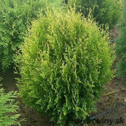 Tuja západná Stolwijk, výška 25/30 cm, v črepníku Thuja occidentalis Stolwijk