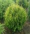 Tuja západná Stolwijk, výška 25/30 cm, v črepníku Thuja occidentalis Stolwijk