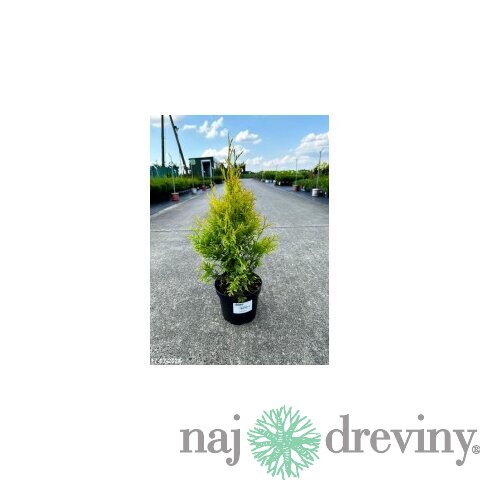 Tuja západná Sunkist, výška 20/25 cm, v črepníku P9 Thuja occidentalis