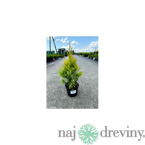 Tuja západná Sunkist, výška 20/25 cm, v črepníku P9 Thuja occidentalis