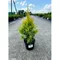 Tuja západná Sunkist, výška 20/25 cm, v črepníku P9 Thuja occidentalis