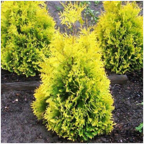 Tuja západná Sunkist, výška 30/40 cm, v črepníku 3l Thuja occidentalis Sunkist
