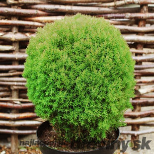 Tuja západná Teddy 20/40 cm v črepníku 2,5l Thuja occidentalis Teddy