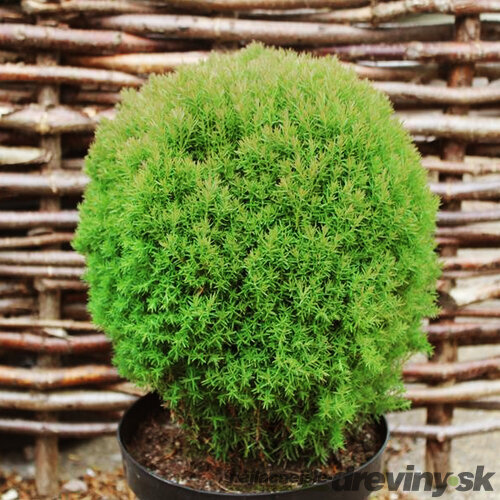 Tuja západná Teddy 20/40 cm v črepníku 2,5l Thuja occidentalis Teddy