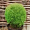 Tuja západná Teddy 20/40 cm v črepníku 2,5l Thuja occidentalis Teddy