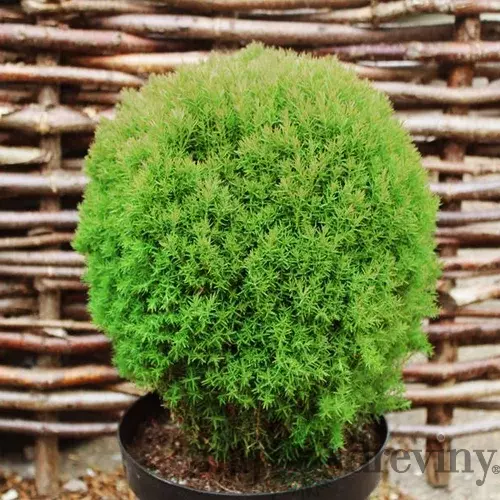 Tuja západná Teddy 20/40 cm v črepníku 2,5l Thuja occidentalis Teddy