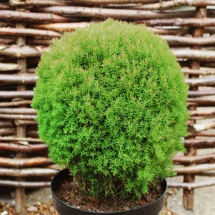 Tuja západná Teddy 20/40 cm v črepníku 2,5l Thuja occidentalis Teddy