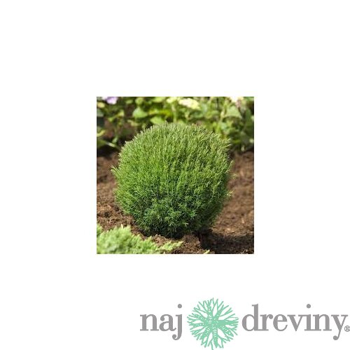Tuja západná TEDDY, výška 10/15 cm, v črepníku P9 Thuja occidentalis