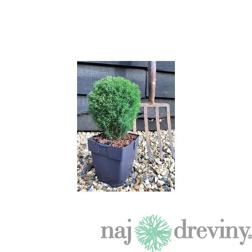 Tuja západná TEDDY, výška 10/15 cm, v črepníku P9 Thuja occidentalis