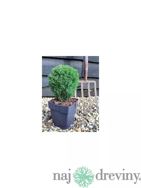 Tuja západná TEDDY, výška 10/15 cm, v črepníku P9 Thuja occidentalis