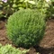 Tuja západná TEDDY, výška 10/15 cm, v črepníku P9 Thuja occidentalis