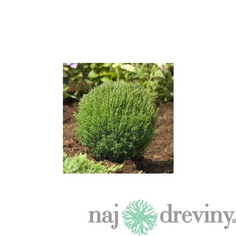 Tuja západná TEDDY, výška 10/15 cm, v črepníku P9 Thuja occidentalis